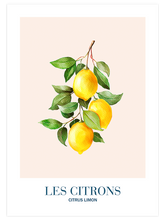 Les Citrons - Art Print